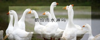 鹅怕雨水淋吗,第1图