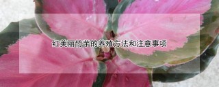 红美丽竹芋的养殖方法和注意事项,第1图