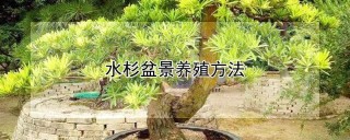 水杉盆景养殖方法,第1图