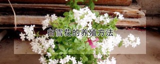 白雪花的养殖方法,第1图