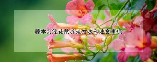 藤本灯笼花的养殖方法和注意事项,第1图