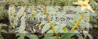 石斛长虫子怎么办,第1图