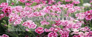 初吻花的养殖方法和注意事项,第1图