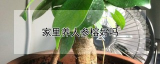 家里养人参榕好吗,第1图