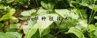 百部种植技术,第1图