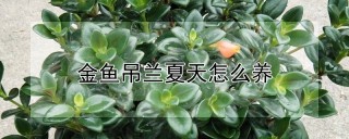 金鱼吊兰夏天怎么养,第1图