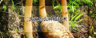 天麻怎么种植技术,第1图