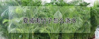 夏威夷竹子怎么浇水,第1图