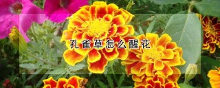 孔雀草怎么醒花,第1图