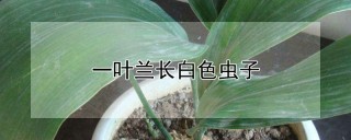 一叶兰长白色虫子,第1图