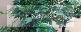 小叶紫檀好养吗,第1图