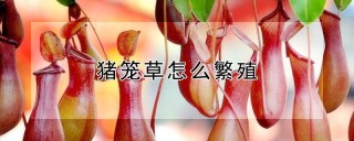 猪笼草怎么繁殖,第1图