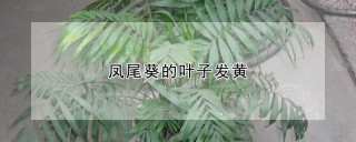 凤尾葵的叶子发黄,第1图