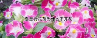 夏堇有花苞为什么不开花,第1图