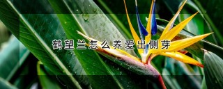 鹤望兰怎么养爱出侧芽,第1图