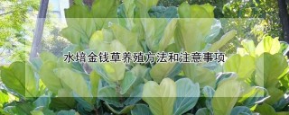 琴叶榕多久能长大,第1图