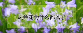 风铃花为什么都蔫了,第1图