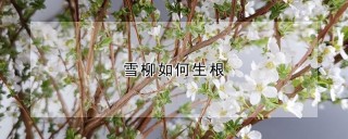 雪柳如何生根,第1图