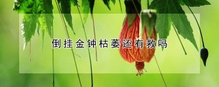 倒挂金钟枯萎还有救吗,第1图