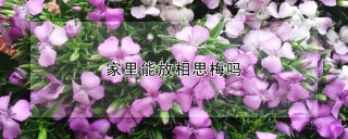 家里能放相思梅吗,第1图