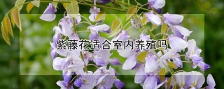 紫藤花适合室内养殖吗,第1图