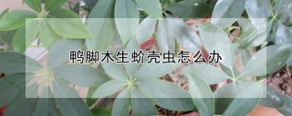 鸭脚木生蚧壳虫怎么办,第1图