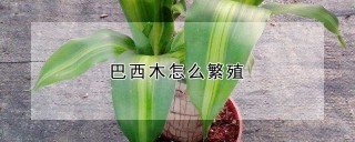 巴西木怎么繁殖,第1图