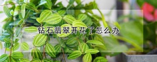 钻石翡翠开花了怎么办,第1图