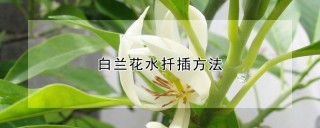 白兰花水扦插方法,第1图