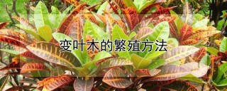 变叶木的繁殖方法,第1图