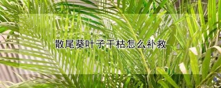 散尾葵叶子干枯怎么补救,第1图