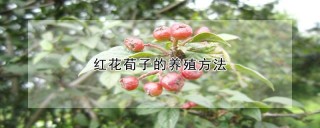 红花荀子的养殖方法,第1图