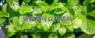 驱蚊草可以扦插吗,第1图