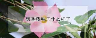 飘香藤种子什么样子,第1图