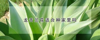 龙舌兰花适合种家里吗,第1图