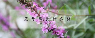 艾母草长什么样,第1图