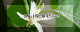 白兰花扦插生根最快方法,第1图