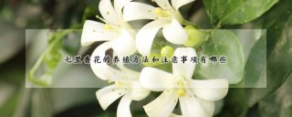 七里香花的养殖方法和注意事项有哪些,第1图