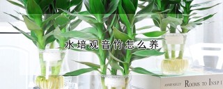 水培观音竹怎么养,第1图