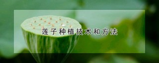 莲子种植技术和方法,第1图