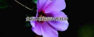 盆栽木槿花何时剪枝好,第1图