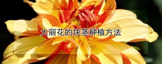 大丽花的块茎种植方法,第1图