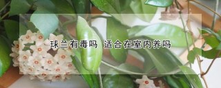 球兰有毒吗 适合在室内养吗,第1图