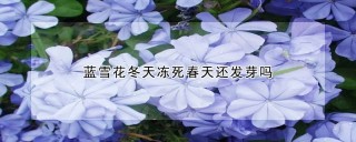 蓝雪花冬天冻死春天还发芽吗,第1图