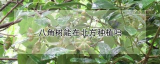 八角树能在北方种植吗,第1图