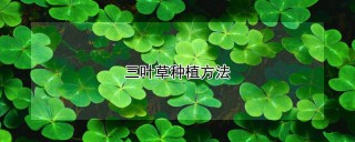 三叶草种植方法,第1图