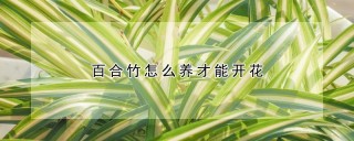 百合竹怎么养才能开花,第1图