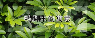 鸭脚木的寓意,第1图