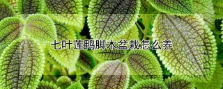 七叶莲鸭脚木盆栽怎么养,第1图