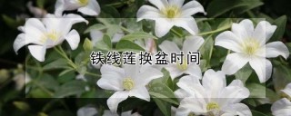 铁线莲换盆时间,第1图